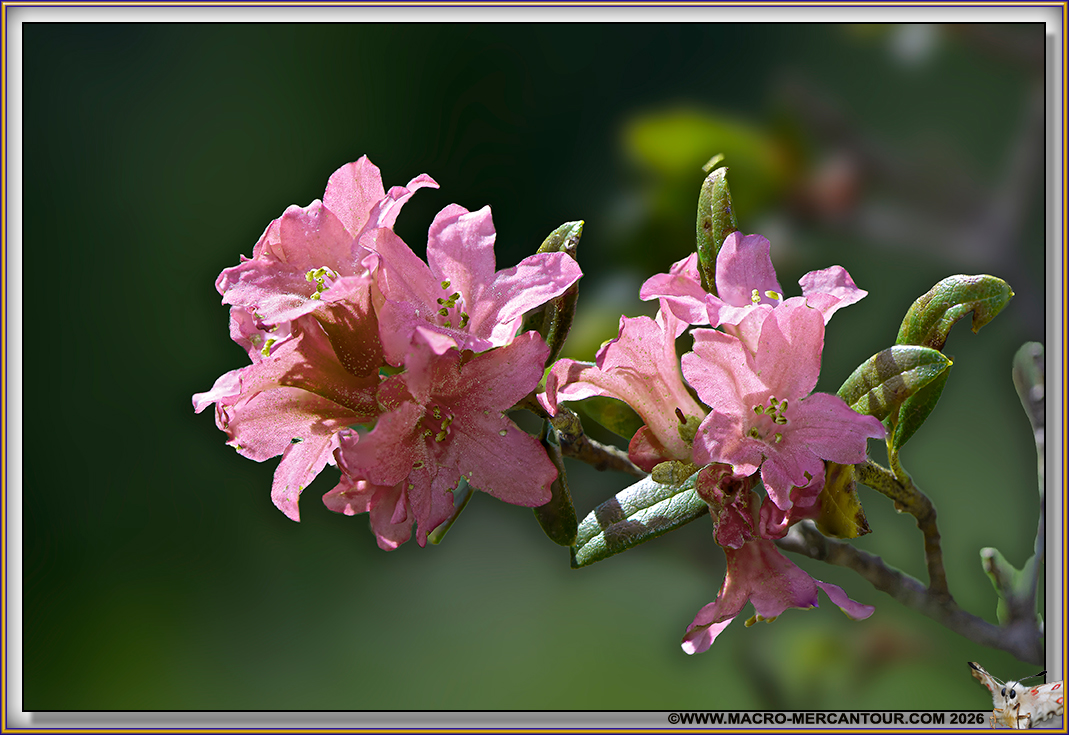 Rhodendrons